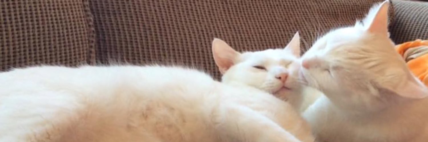 CarmelButtery's profile banner image