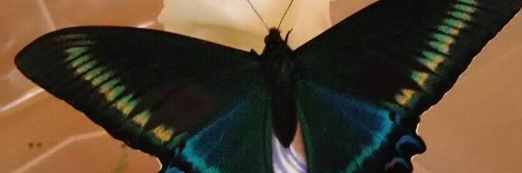 nosehooker's profile banner image