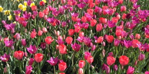 Rose Cappelli banner