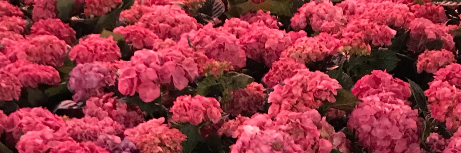 HaleyyHernandez's profile banner image
