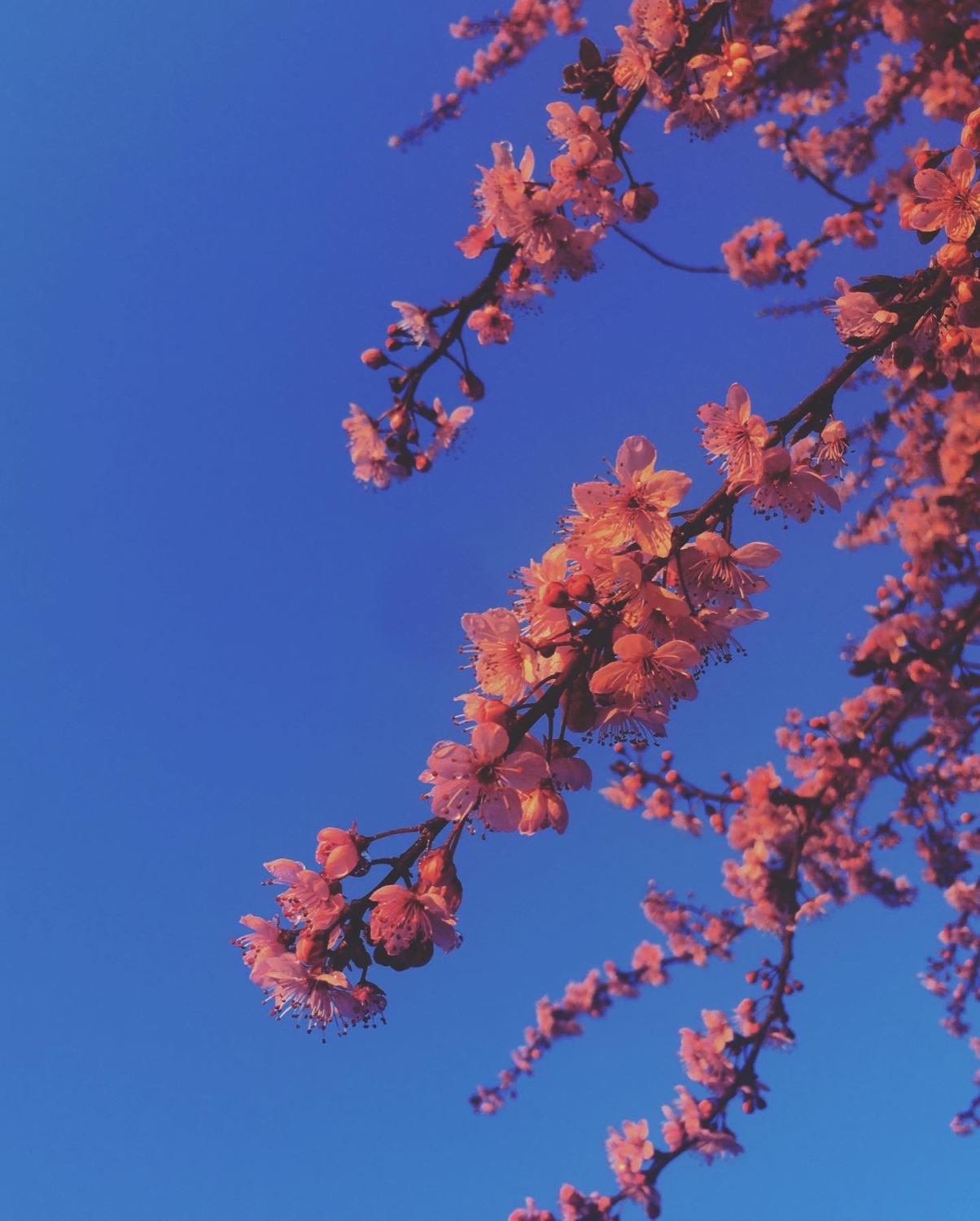 aftonnoha's profile banner image