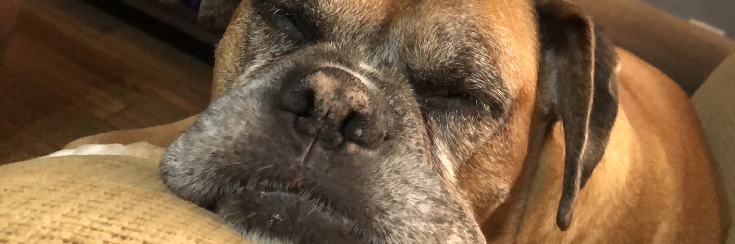 CaroCollazzo's profile banner image