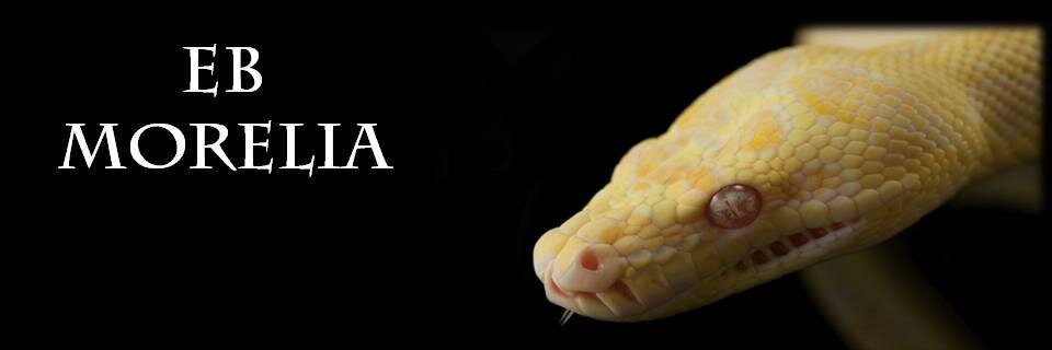 EBMorelia's profile banner image