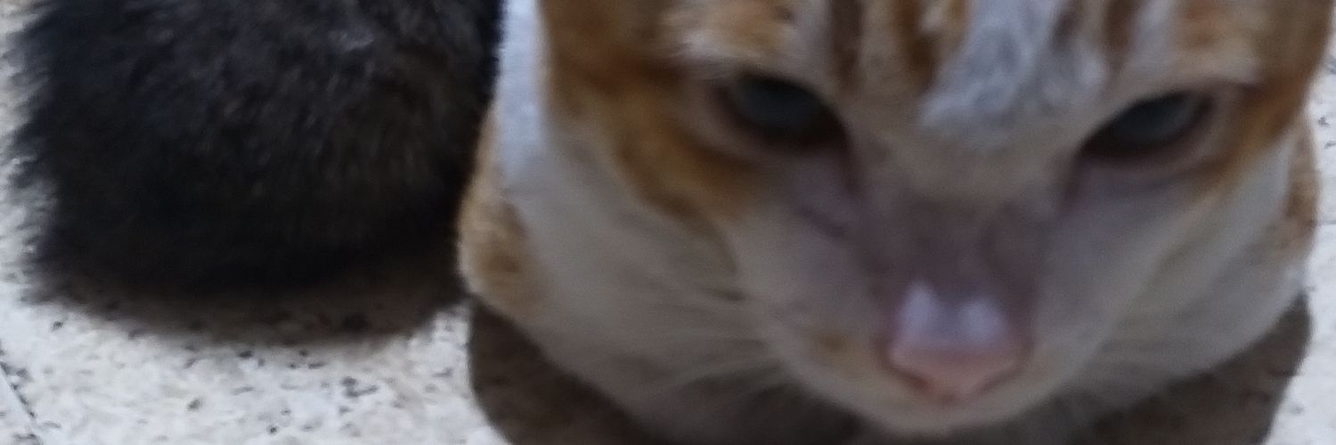 sibal_qis's profile banner image