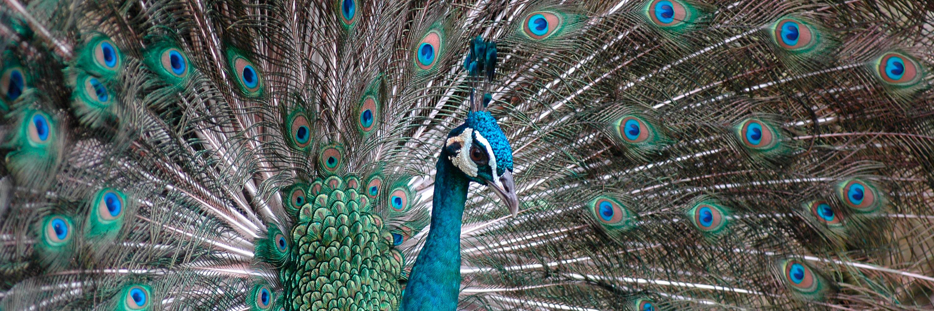 KL_BirdPark's profile banner image