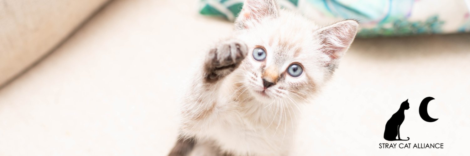 Stray Cat Alliance banner