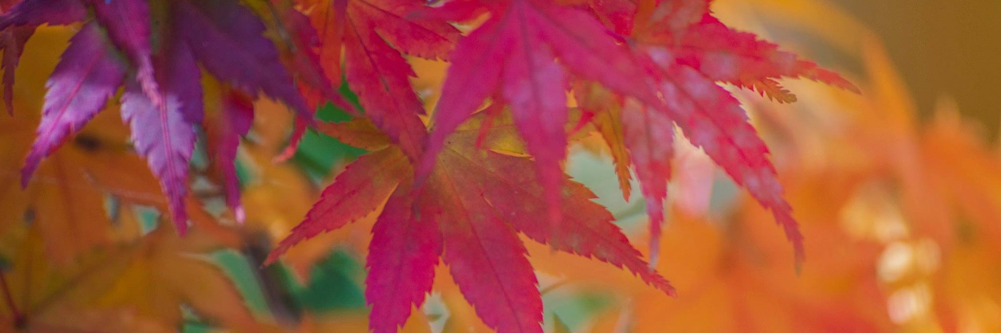 formivale's profile banner image