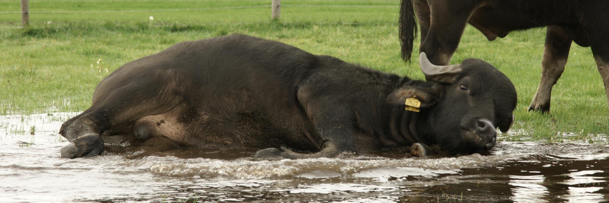 Waterbuffelfarm's profile banner image