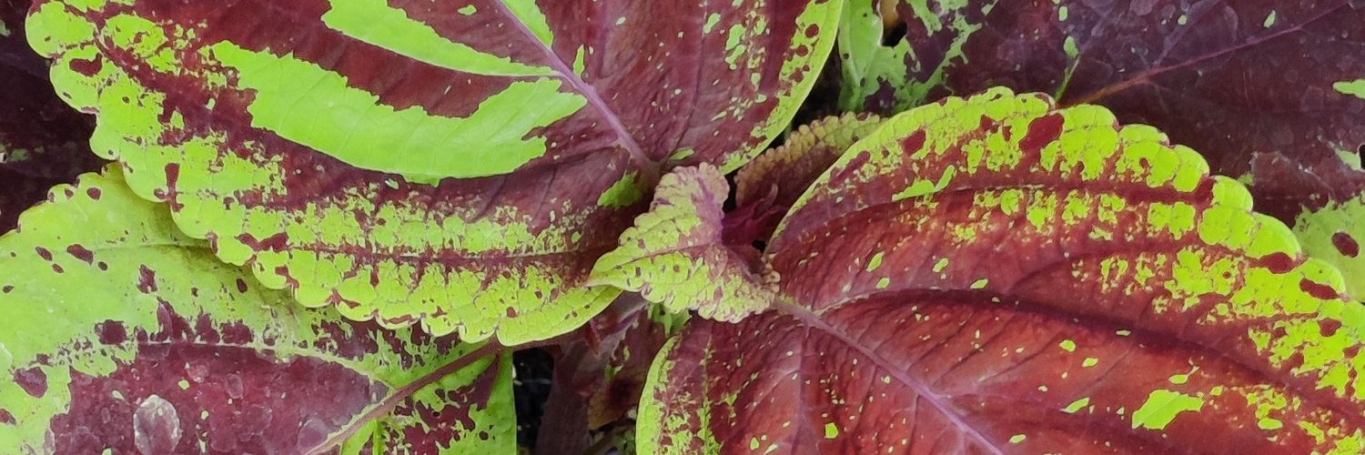 👋🏼🟦 // Teal, flirty, Starsong 𒀭 banner