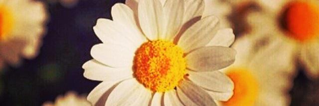 chintyanne's profile banner image
