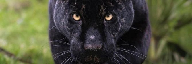 GreiceDias's profile banner image