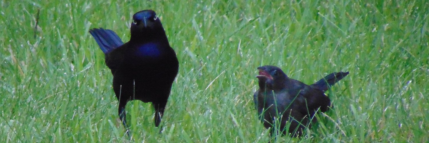 Catbird 🐈🐦‍⬛ banner