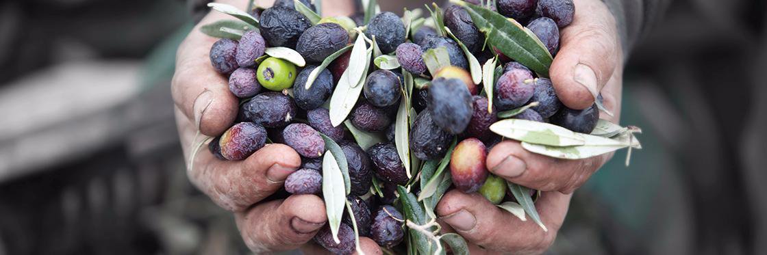 Future of Food banner