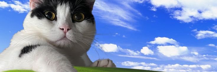 redoneey's profile banner image