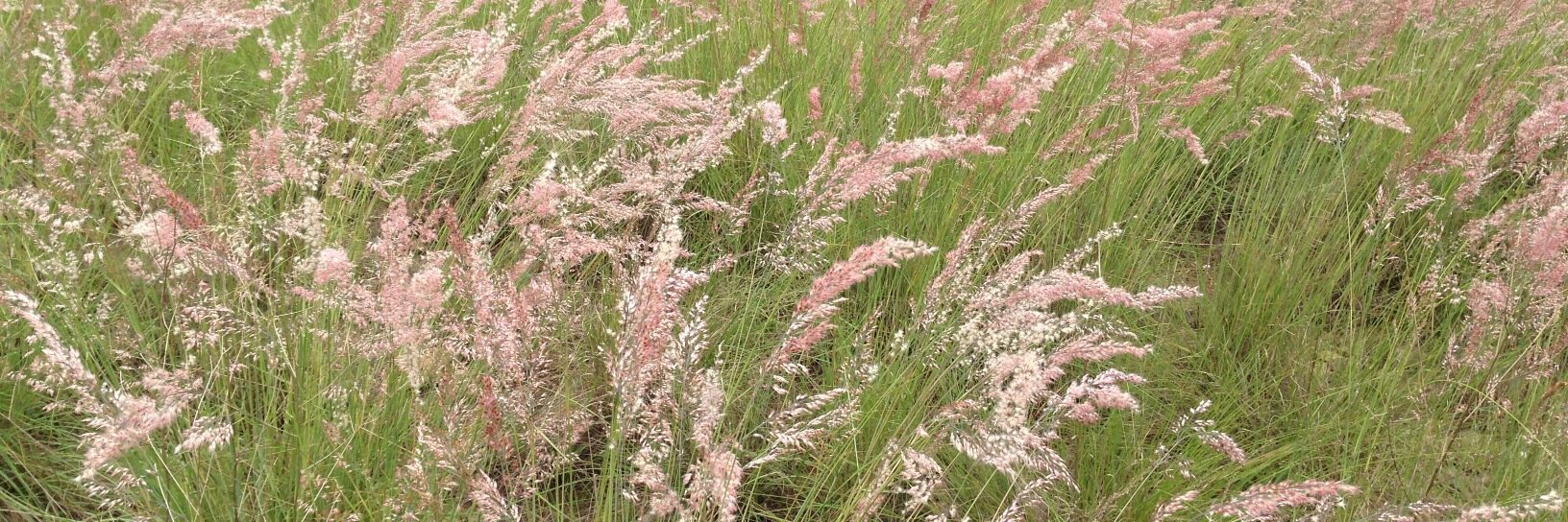 Birgit Schwarz banner