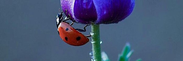 NuggetChicken Profile Banner