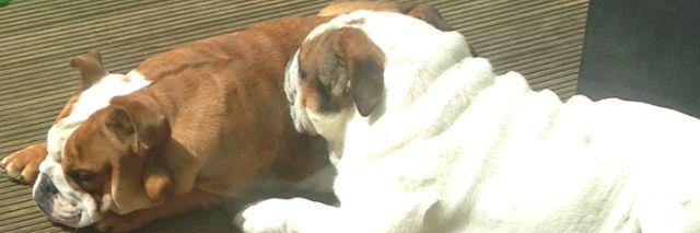 georgesmudge's profile banner image