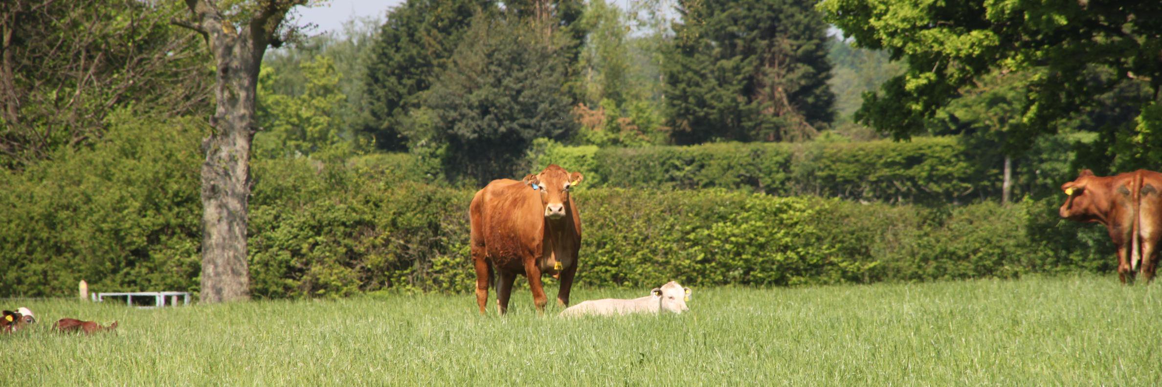 FGS Agri Ltd banner