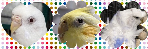 kageru_AJ Profile Banner