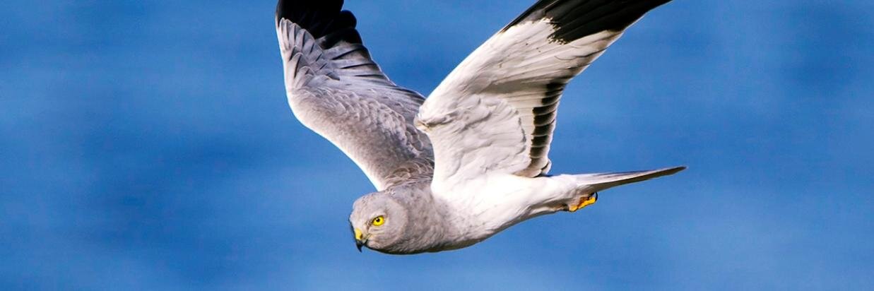 Mert📍İtalya 🇮🇹 banner