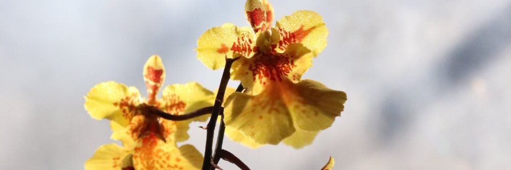 Aconite Even! banner