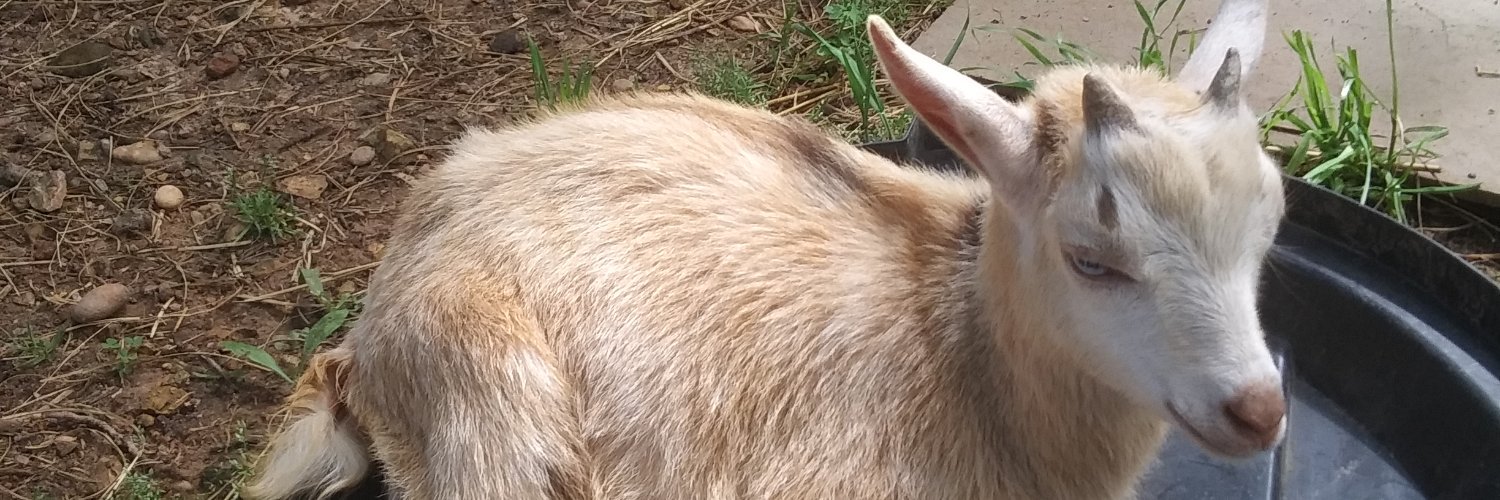 k9crazy317's profile banner image