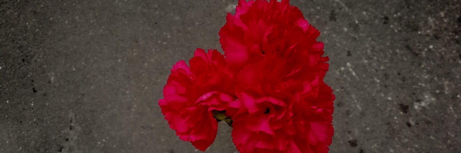 María Gallardo banner