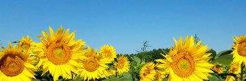 regs_lynn's profile banner image