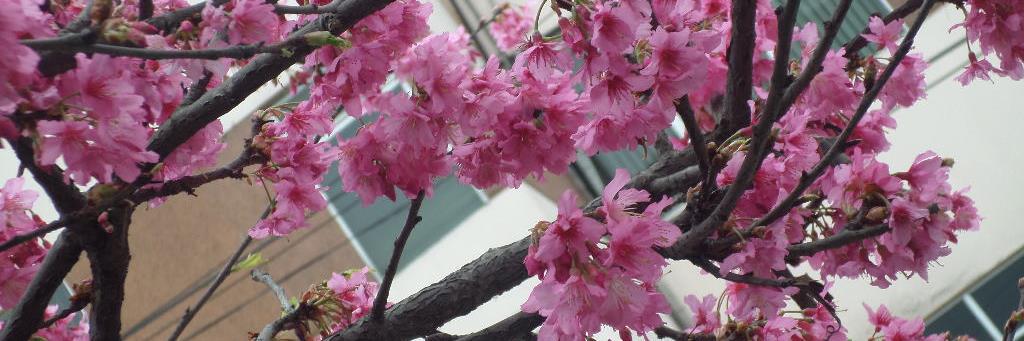 marcela mendoza banner