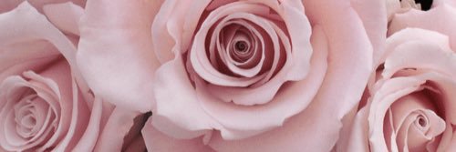 callaghanmeghan's profile banner image