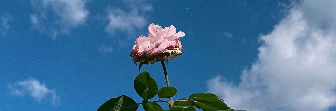 plcha's profile banner image