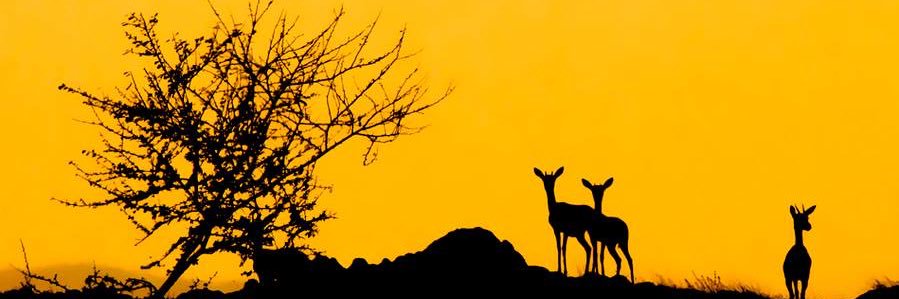 سـلطان banner