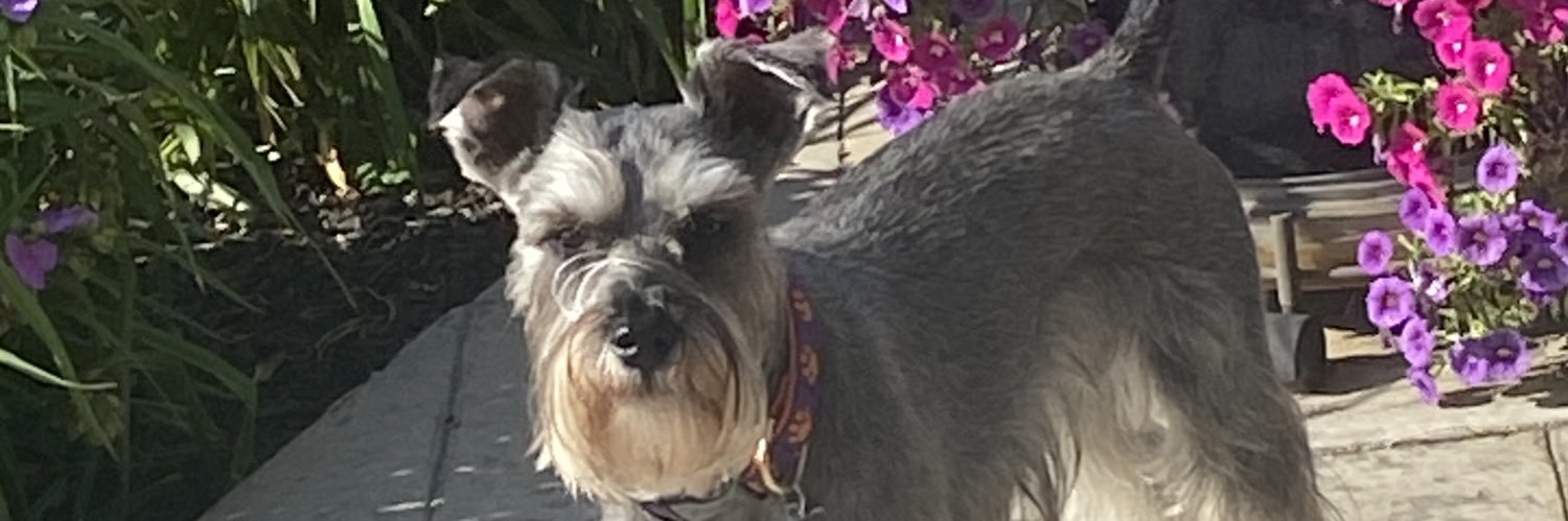LisaStephens13's profile banner image