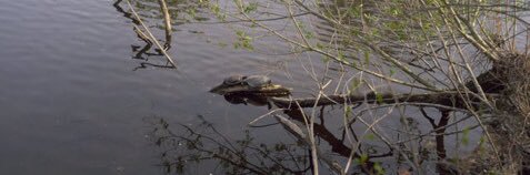 mr so damn lovely and cool banner