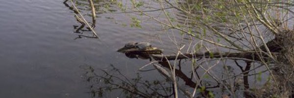 bartsfate Profile Banner