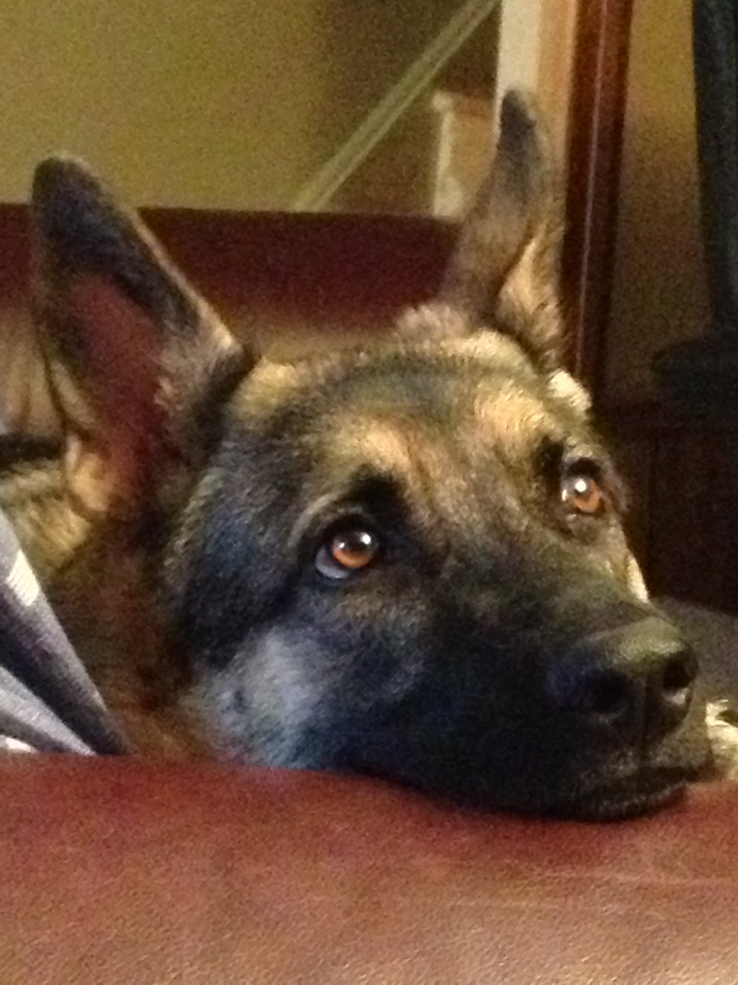 K9_Tracks's profile banner image