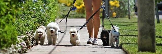 YourGoodDogBlog's profile banner image