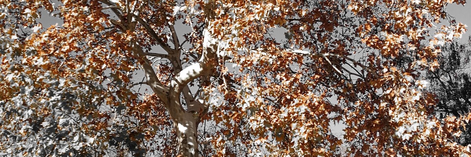 rucaoca's profile banner image
