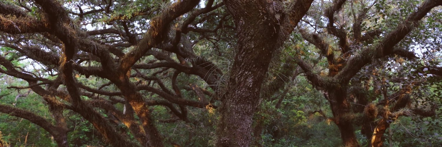 ssalamanda's profile banner image