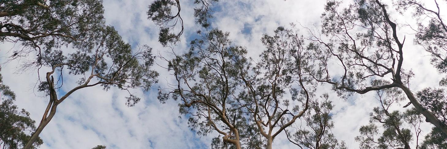 leaelaz's profile banner image