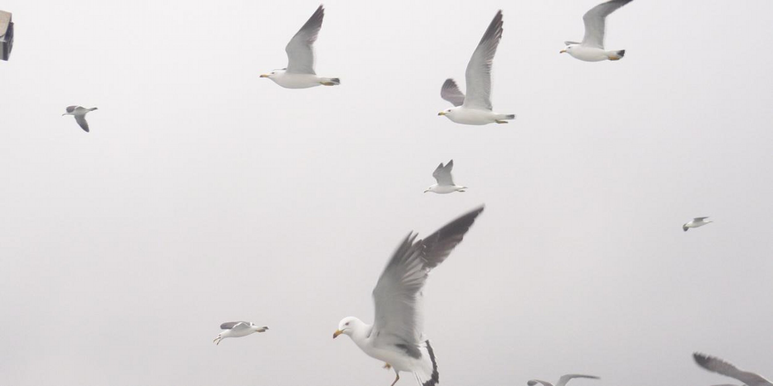 ᎠᎵᏰᏑᏍᏔᏪ 🦤 banner