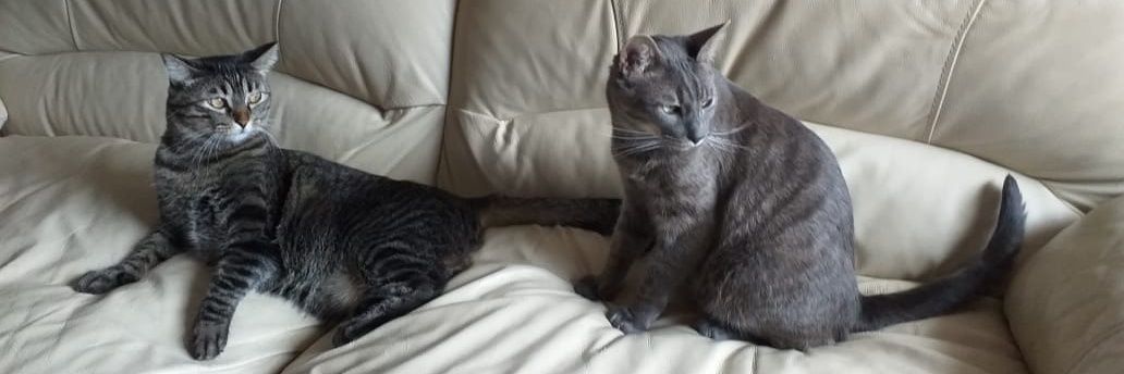 Alex Perdomo Antidemagogia 🏴‍☠️ banner