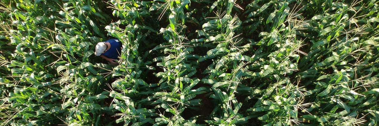 Fresh Harvest banner