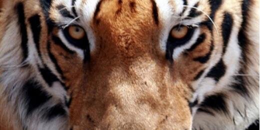 Pauleta_orba's profile banner image
