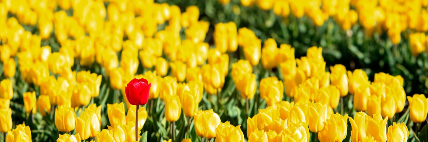 Maria Haun banner