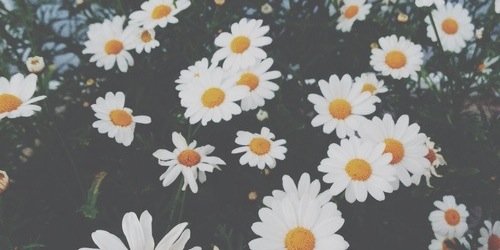 cutertwin's profile banner image