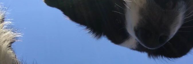 blubeen's profile banner image