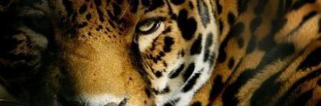 ADHS_Football's profile banner image