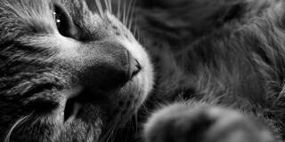 PinkNovember88's profile banner image