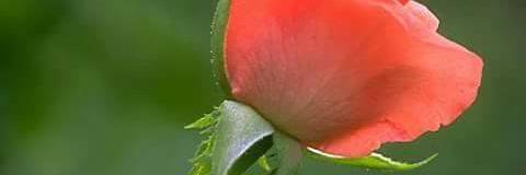 munir_75's profile banner image